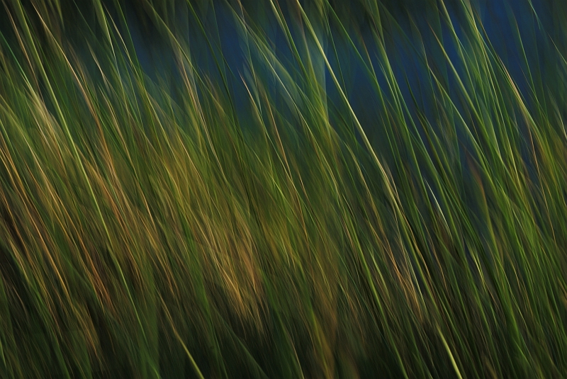 Moorgras im Wind.jpg